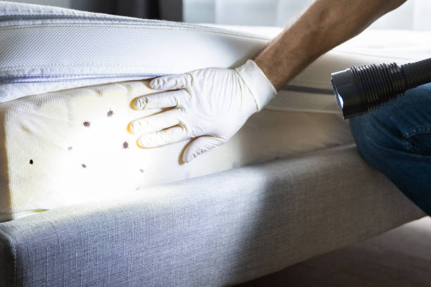 Best Cockroach Control Services  in Avalon, CA