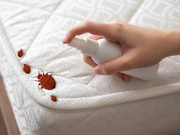 Best Flea Control Services  in Avalon, CA